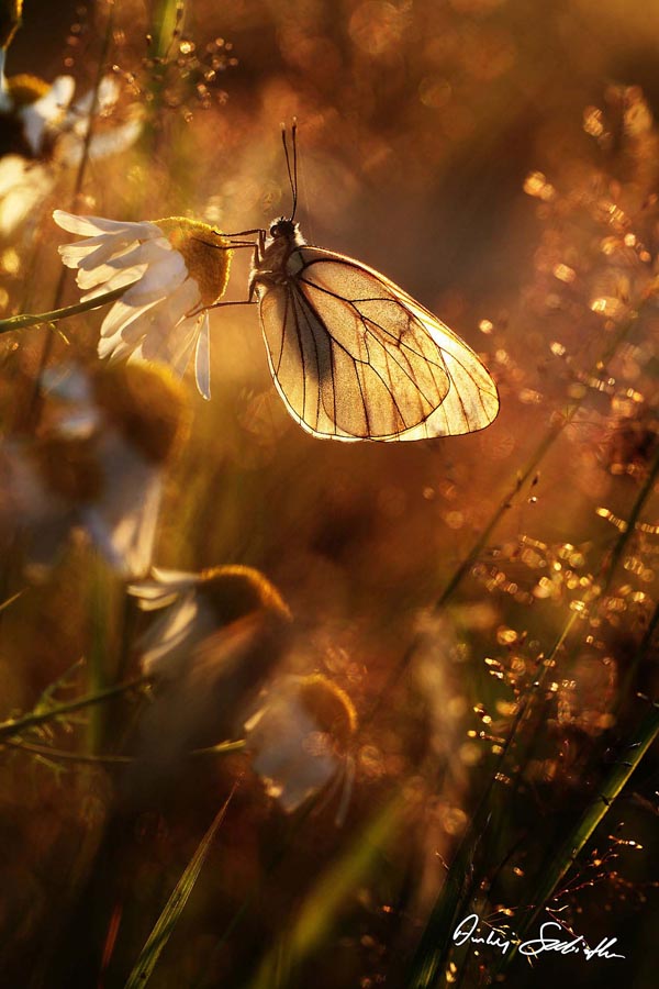 Zdjęcie makro motyla o świcie.